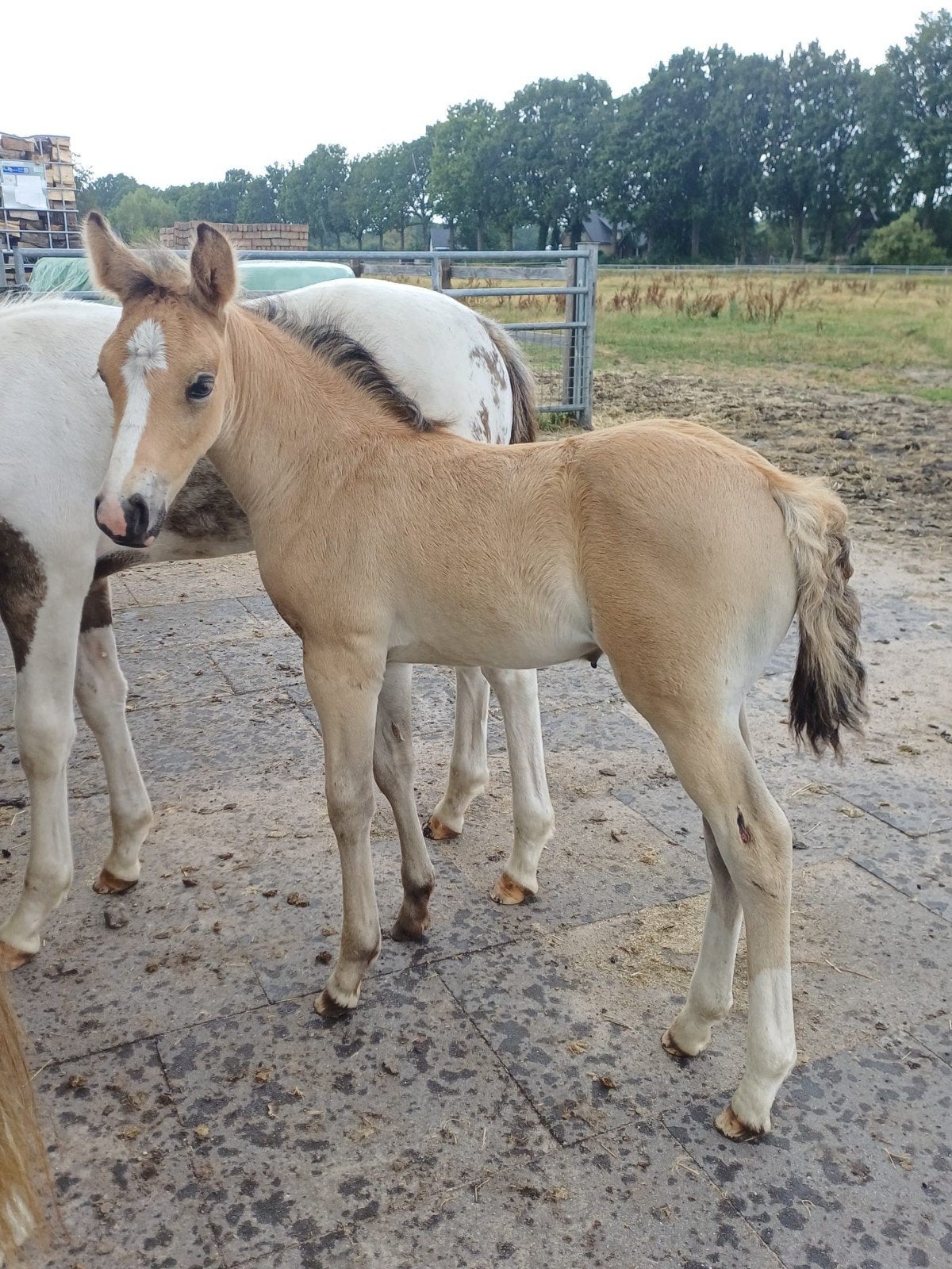 2 zeer leuke hengstveulens valk en valk bont, Dieren en Toebehoren, Hengst, D pony (1.37m tot 1.48m), 0 tot 2 jaar