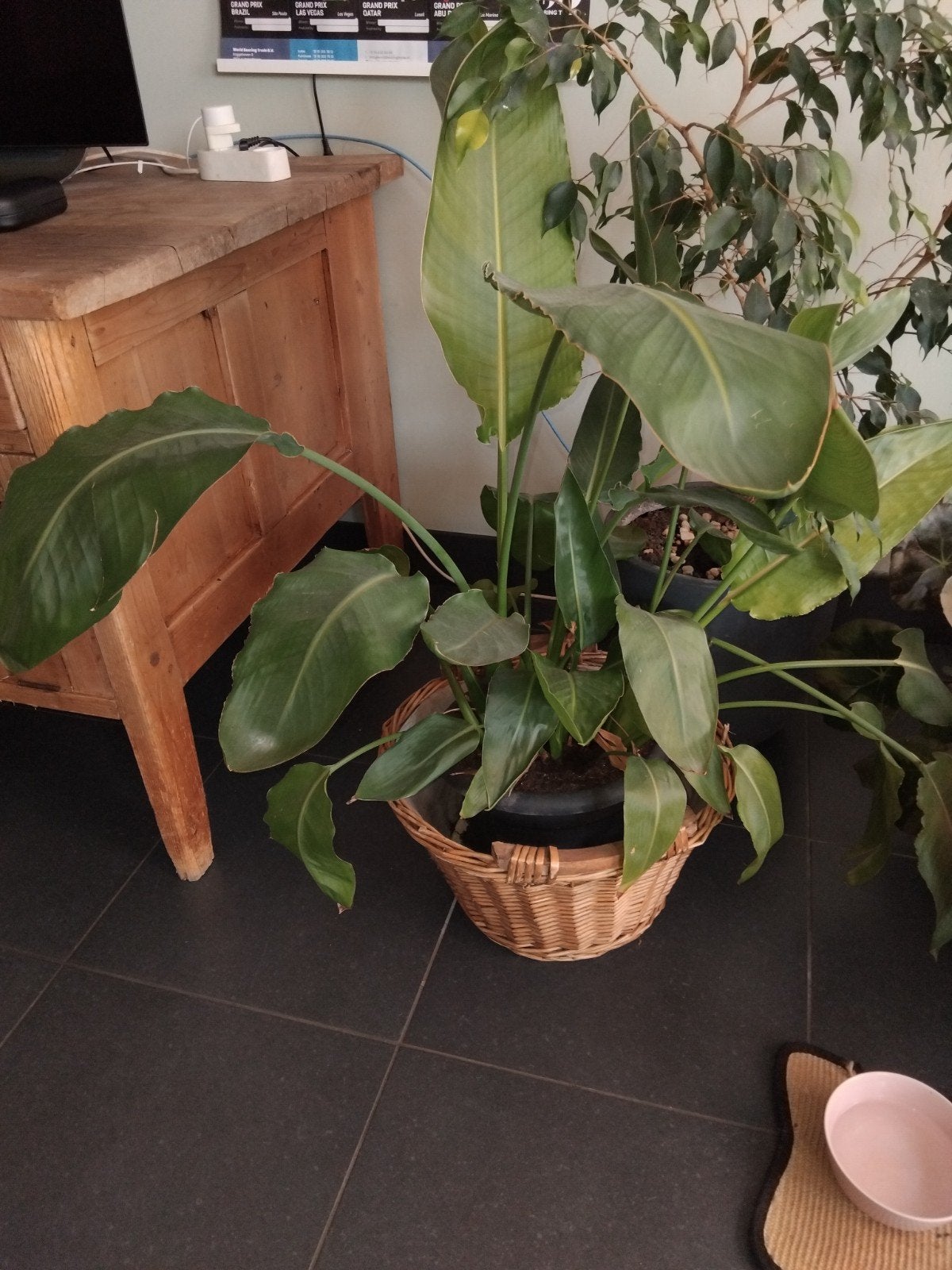 groote stralitsia 1 meter, Ophalen, Halfschaduw