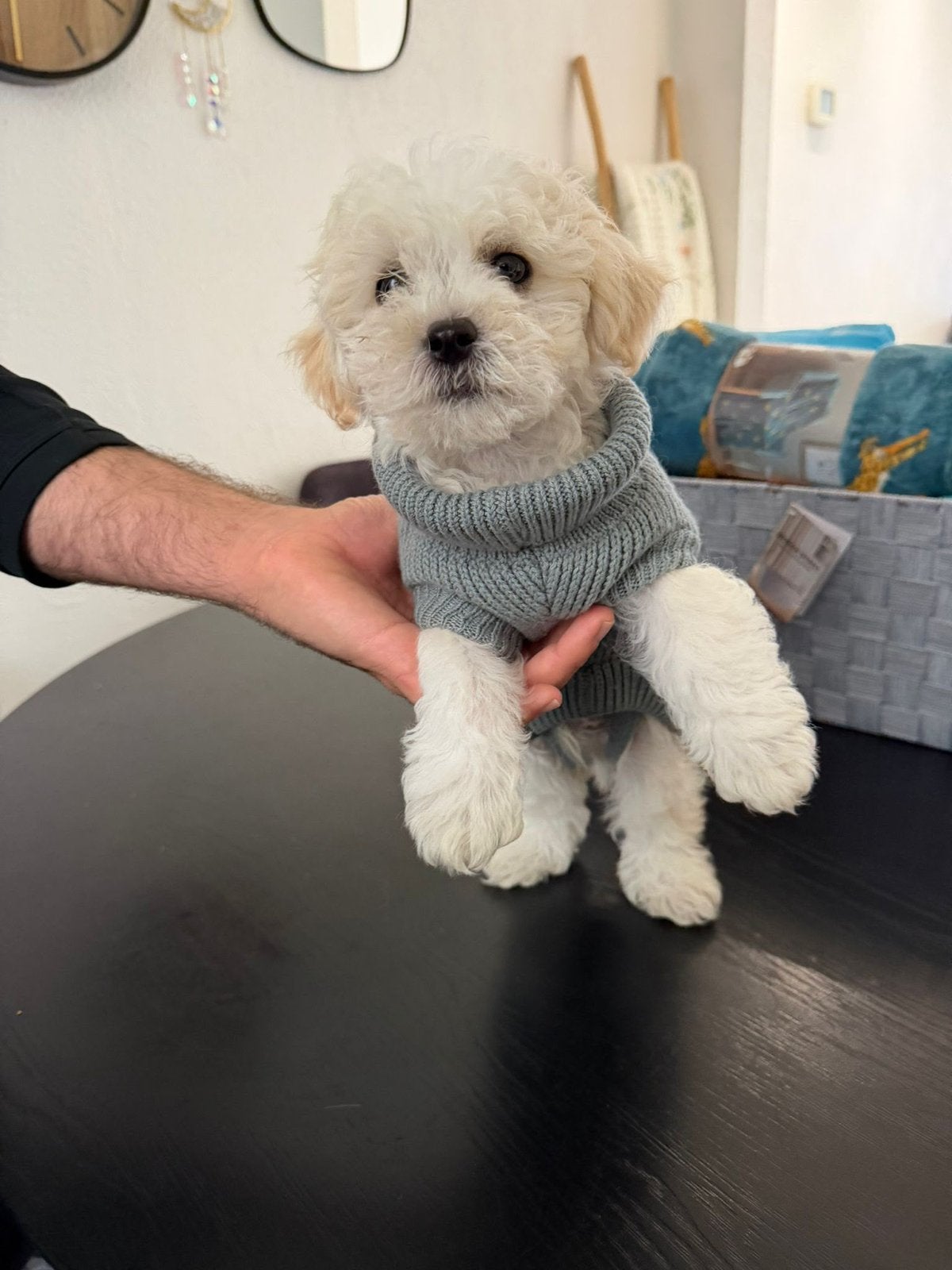 Maltipoo pup, Dieren en Toebehoren, Honden | Chihuahua's en Gezelschapshonden, 8 tot 15 weken, Eén hond, Nederland, Particulier