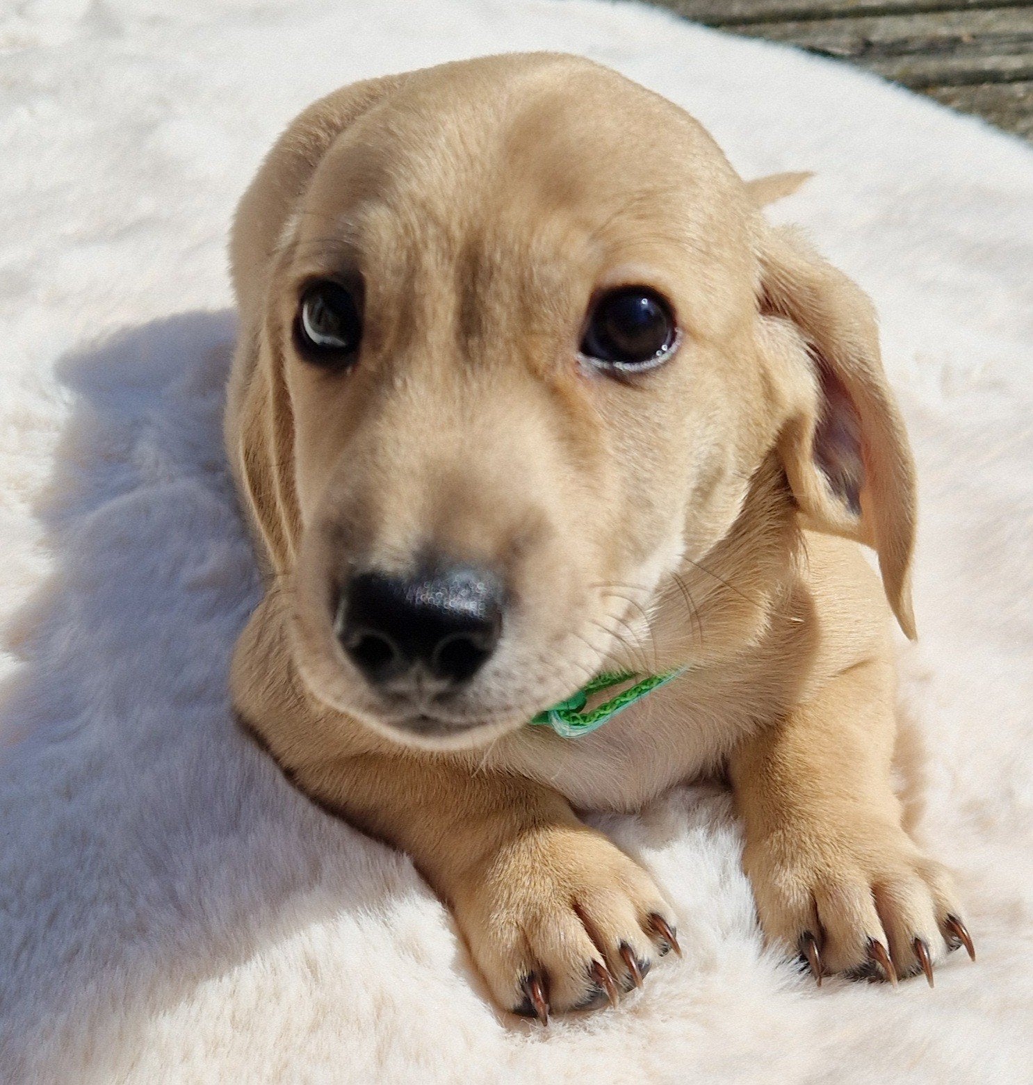 prachtige shaded cream korthaar reutje dwerg, Dieren en Toebehoren, Honden | Teckels en Dashonden, Parvo, Reu, 8 tot 15 weken