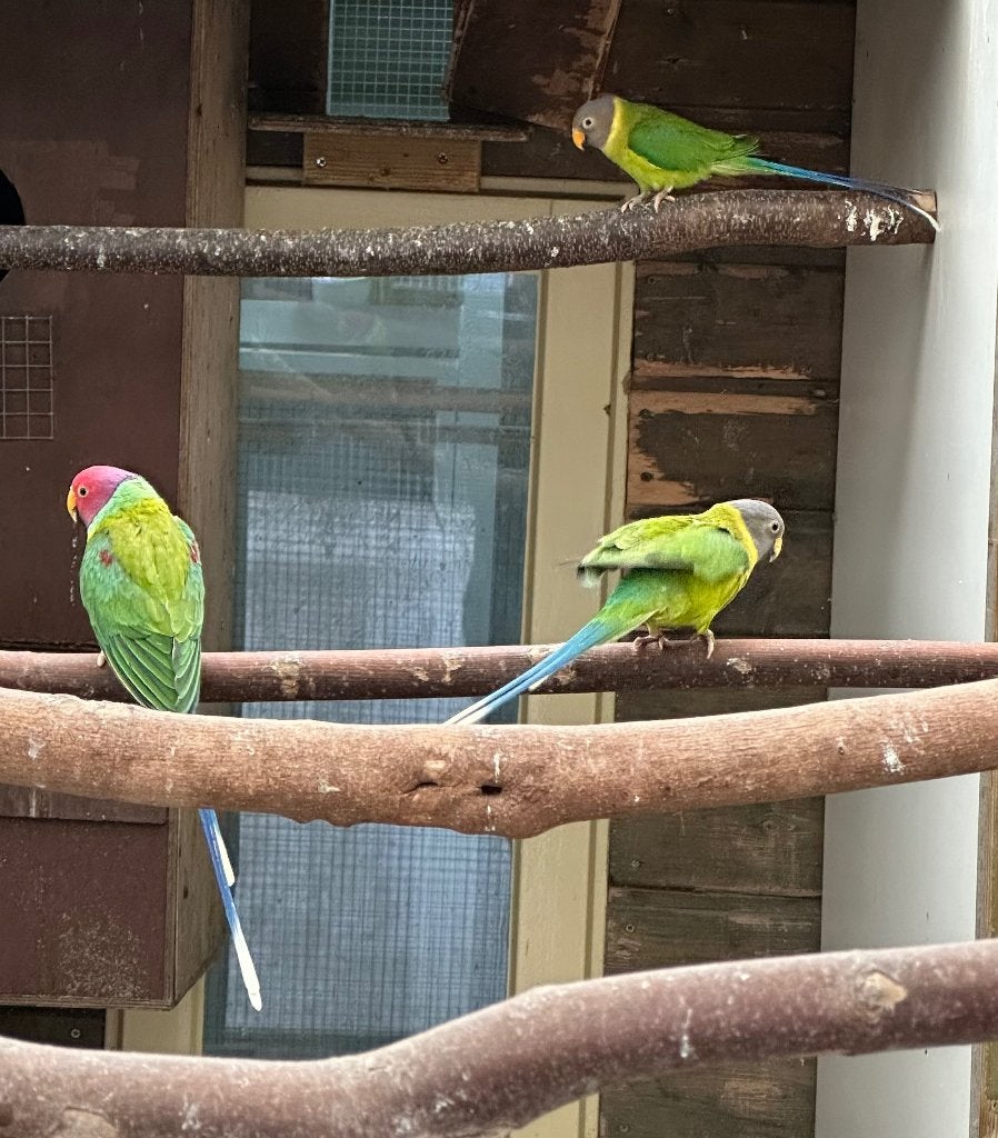 Pruimkoppen, Dieren en Toebehoren, Vogels | Parkieten en Papegaaien, Mannelijk, Parkiet