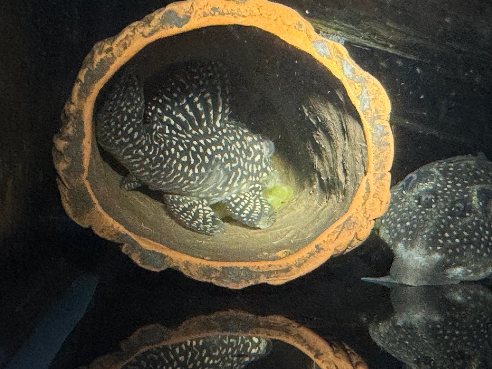 Koppel L136 hypancistrus, Dieren en Toebehoren, Vis, Zoetwatervis