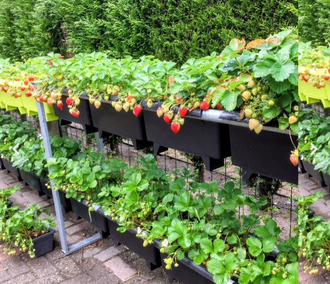 Aardbei rek / stelling voor aardbeien, Ophalen, 100 cm of meer, Zo goed als nieuw, Metaal