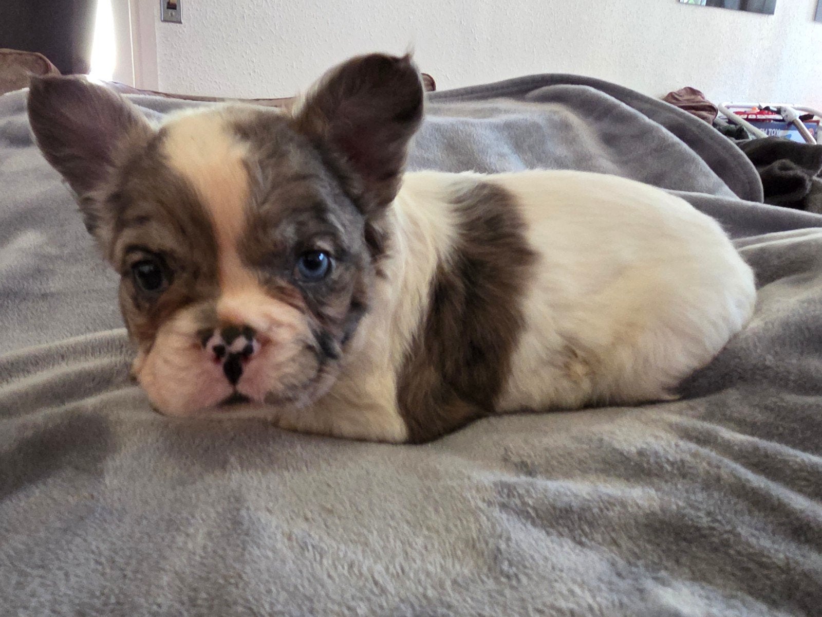 Fluffy Franse bulldog teefje langharig., Dieren en Toebehoren, Honden | Bulldogs, Pinschers en Molossers, Parvo, 8 tot 15 weken