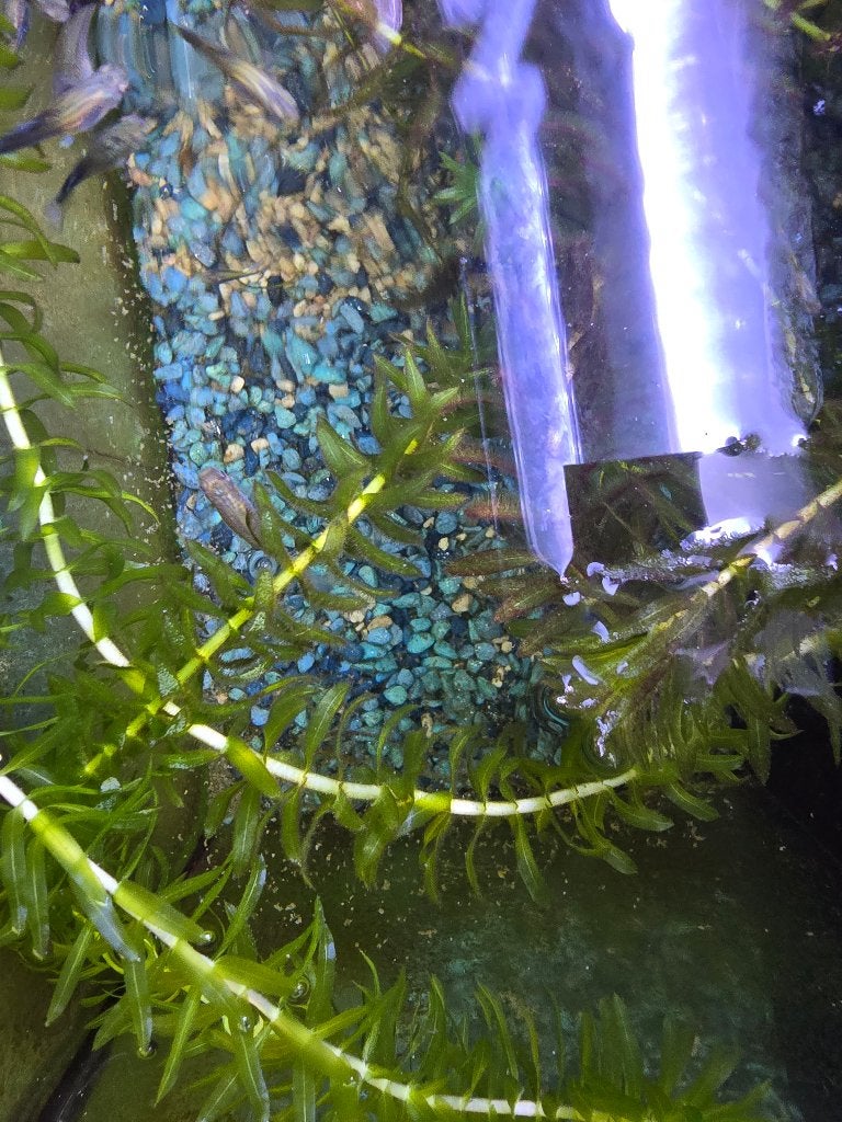 Guppy's, Vis, Zoetwatervis