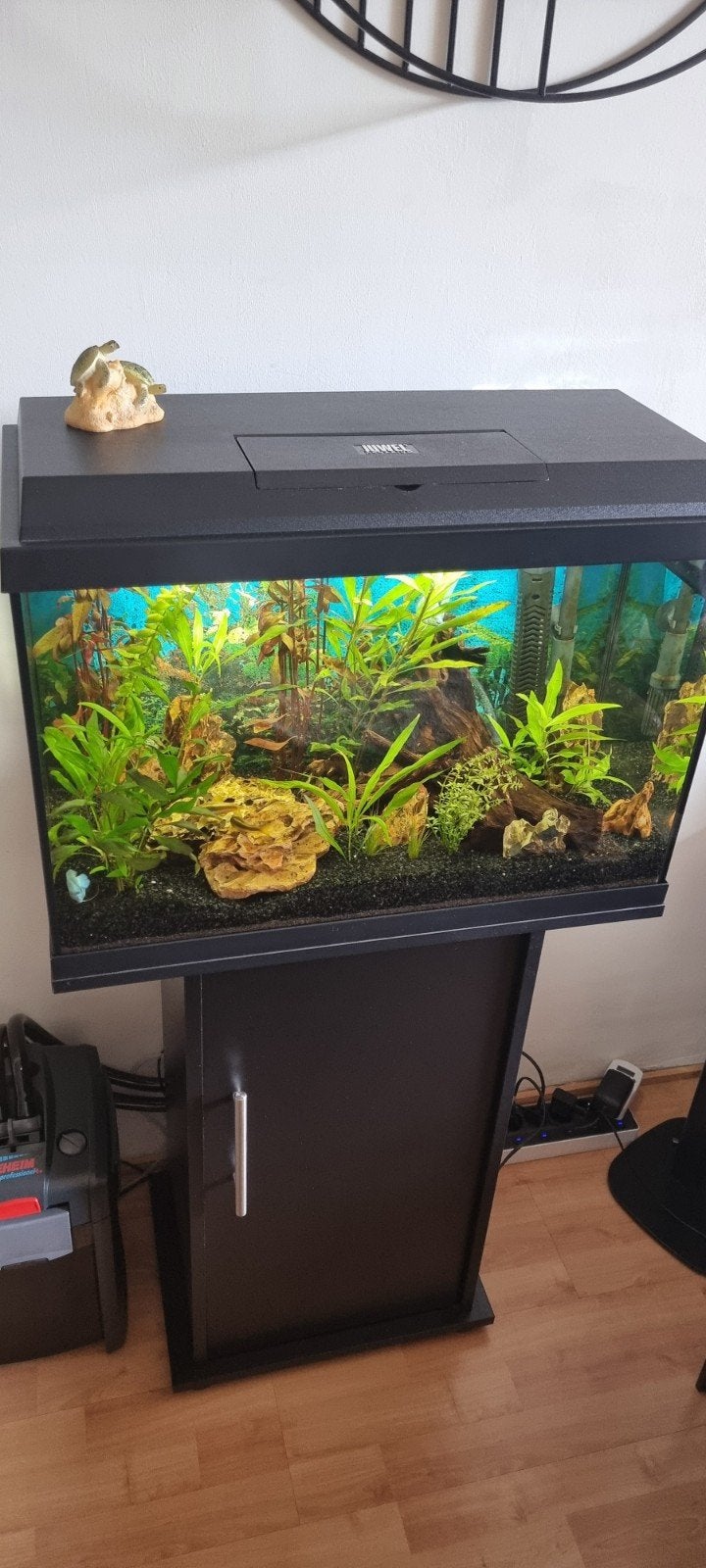 Aquarium, Dieren en Toebehoren, Ophalen, Zo goed als nieuw, Gevuld zoetwateraquarium