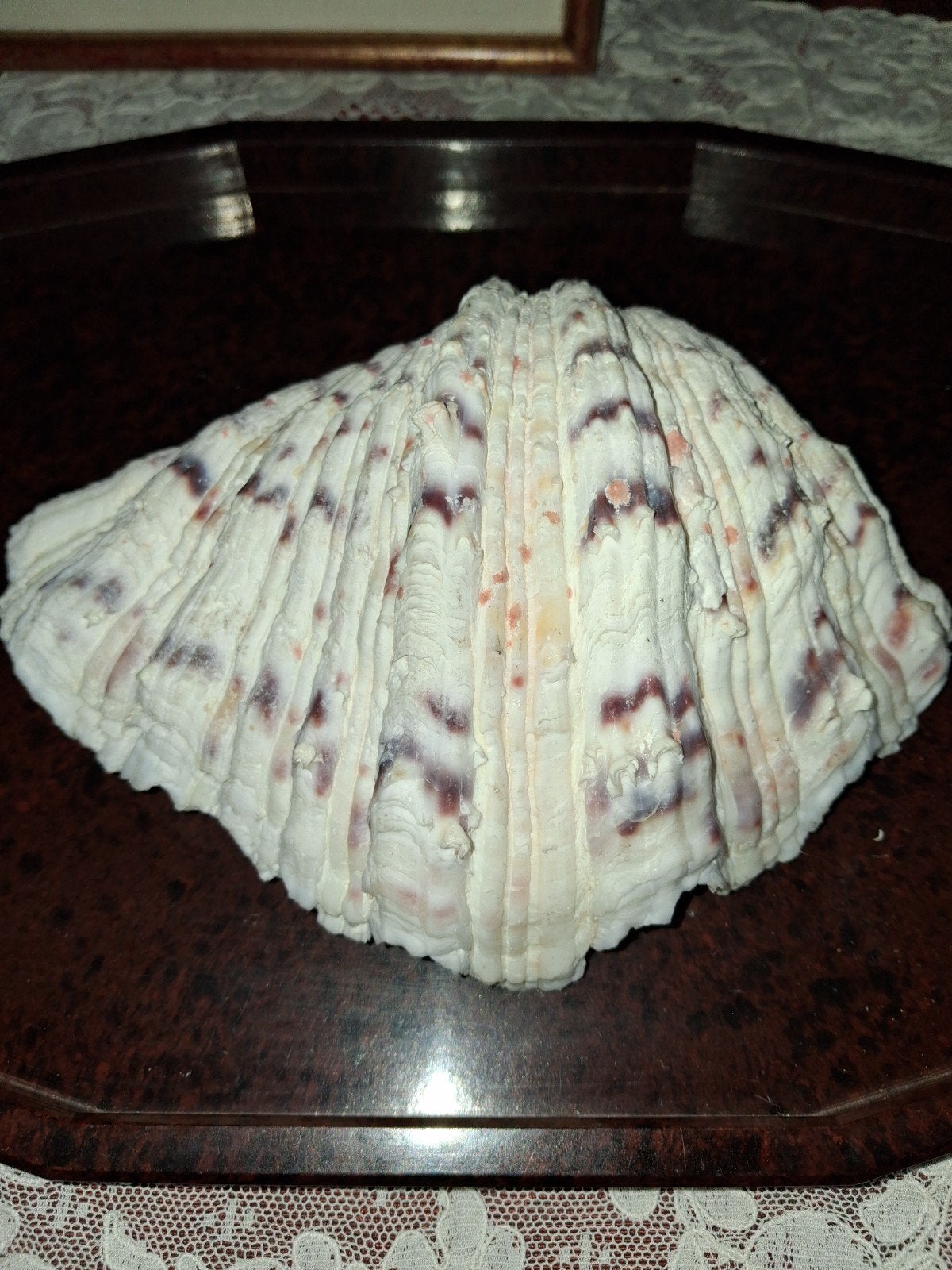 grote doopvontschelp, binnenin cocktailprikkers, Verzamelen, Verzenden, Schelp(en)