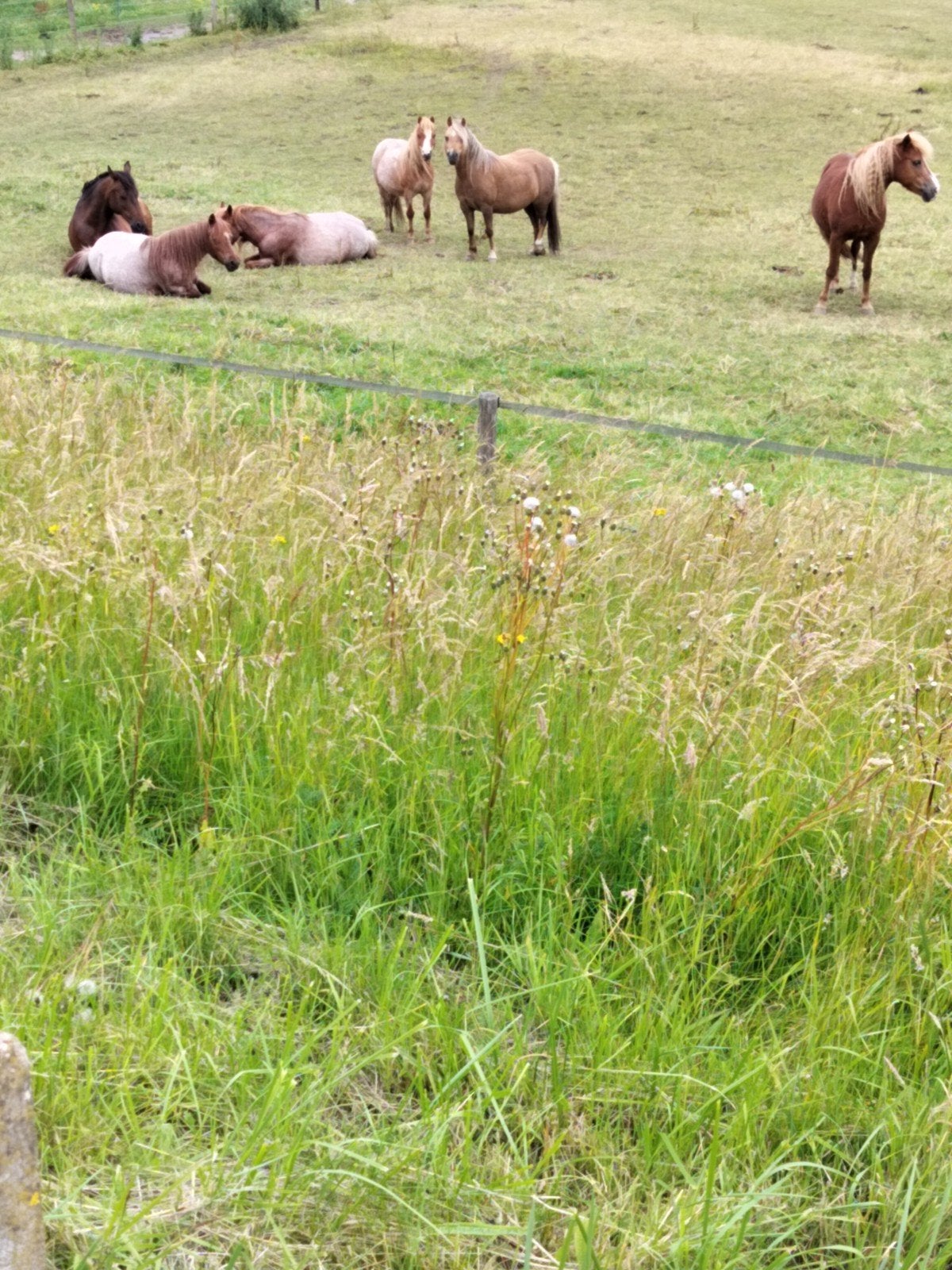 Verzorger / paarden lief hebber gezocht, Dieren en Toebehoren, Paarden en Pony's | Overige Paardenspullen, Ophalen of Verzenden