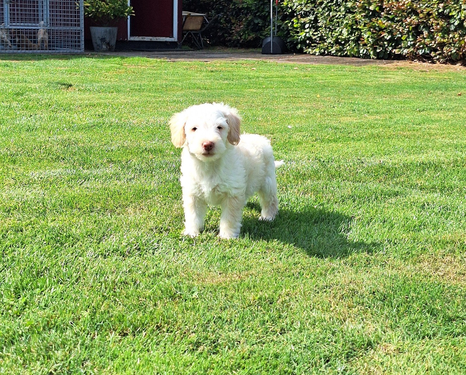 prachtige mini labradoodle puppies, Dieren en Toebehoren, CDV (hondenziekte), 8 tot 15 weken, Meerdere, Nederland