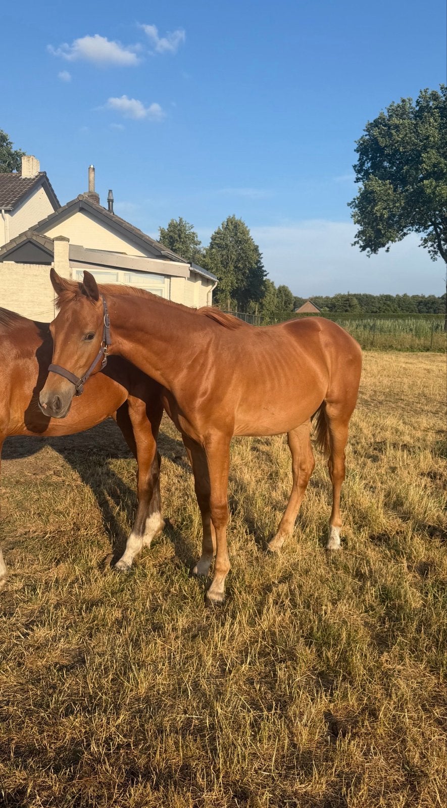 Top kwpn hengst one million x charmeur, Dieren en Toebehoren, Hengst, Dressuurpaard, Met stamboom, 0 tot 2 jaar