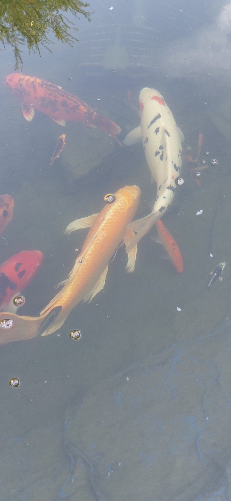 butterfly koi van 60cm +, Dieren en Toebehoren, Vissen | Vijvervissen, Karper of Koi