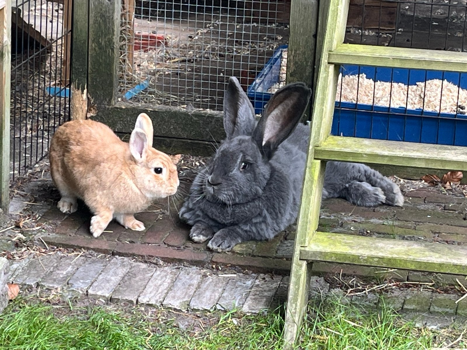 Vlaamse reus & konijntje ter overname, Dieren en Toebehoren, Meerdere dieren, Groot, 3 tot 5 jaar