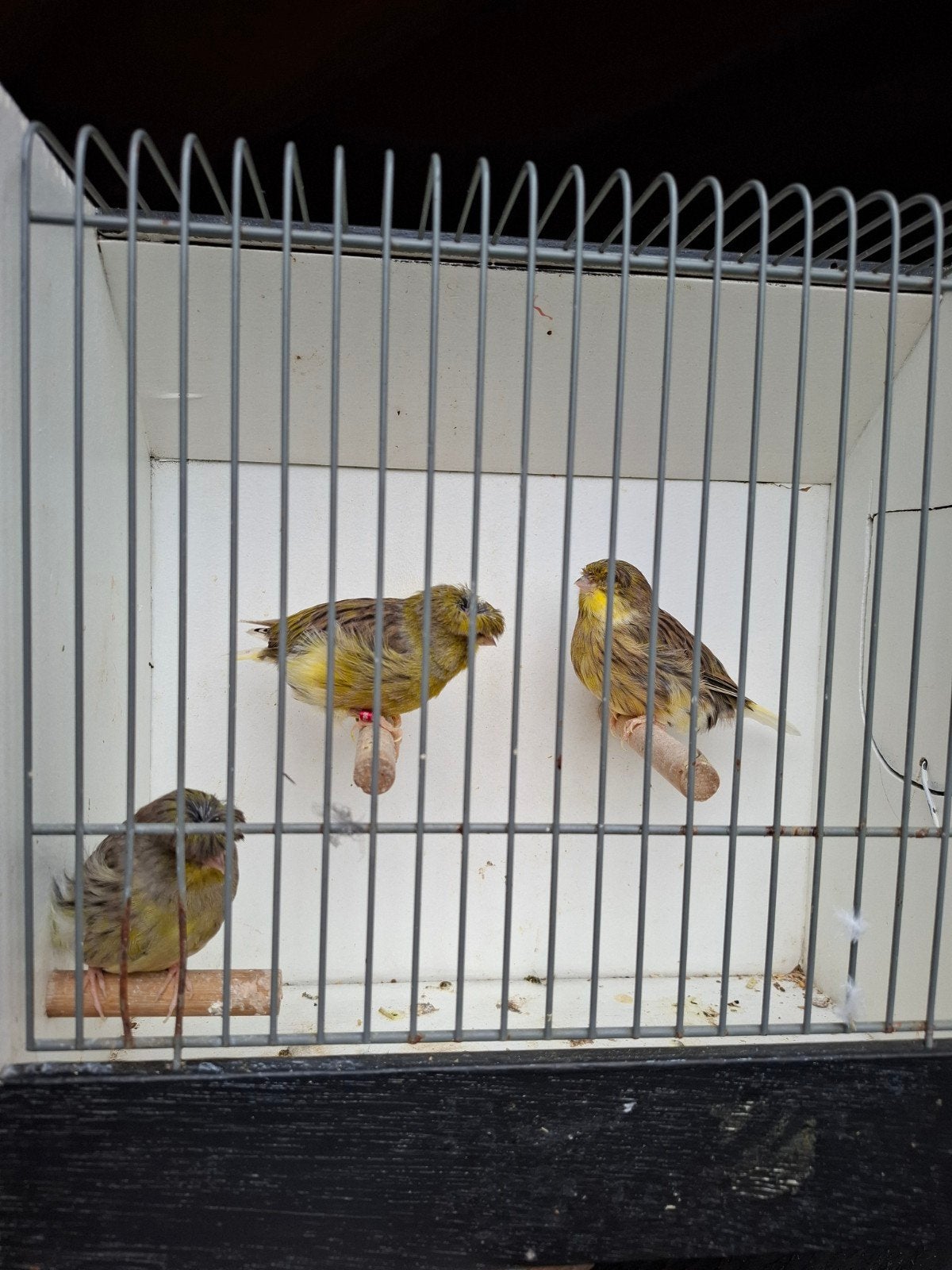 Glosters, Dieren en Toebehoren, Meerdere dieren, Kleurkanarie