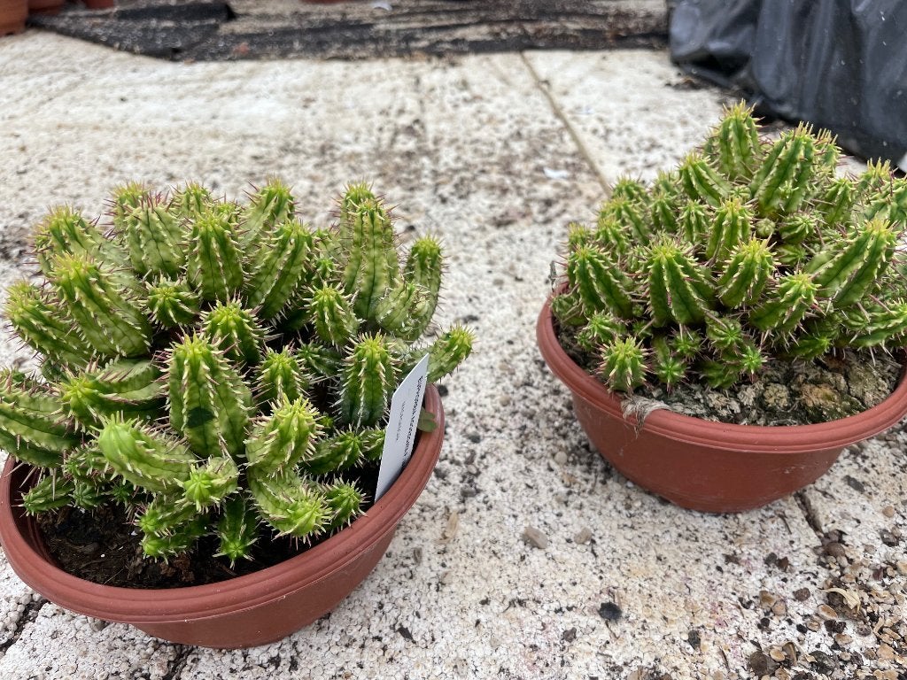 Succulent Euphorbia Aggregata Variagata in de 17cm schaal., Minder dan 100 cm, Bloeiende kamerplant, Halfschaduw, Ophalen of Verzenden