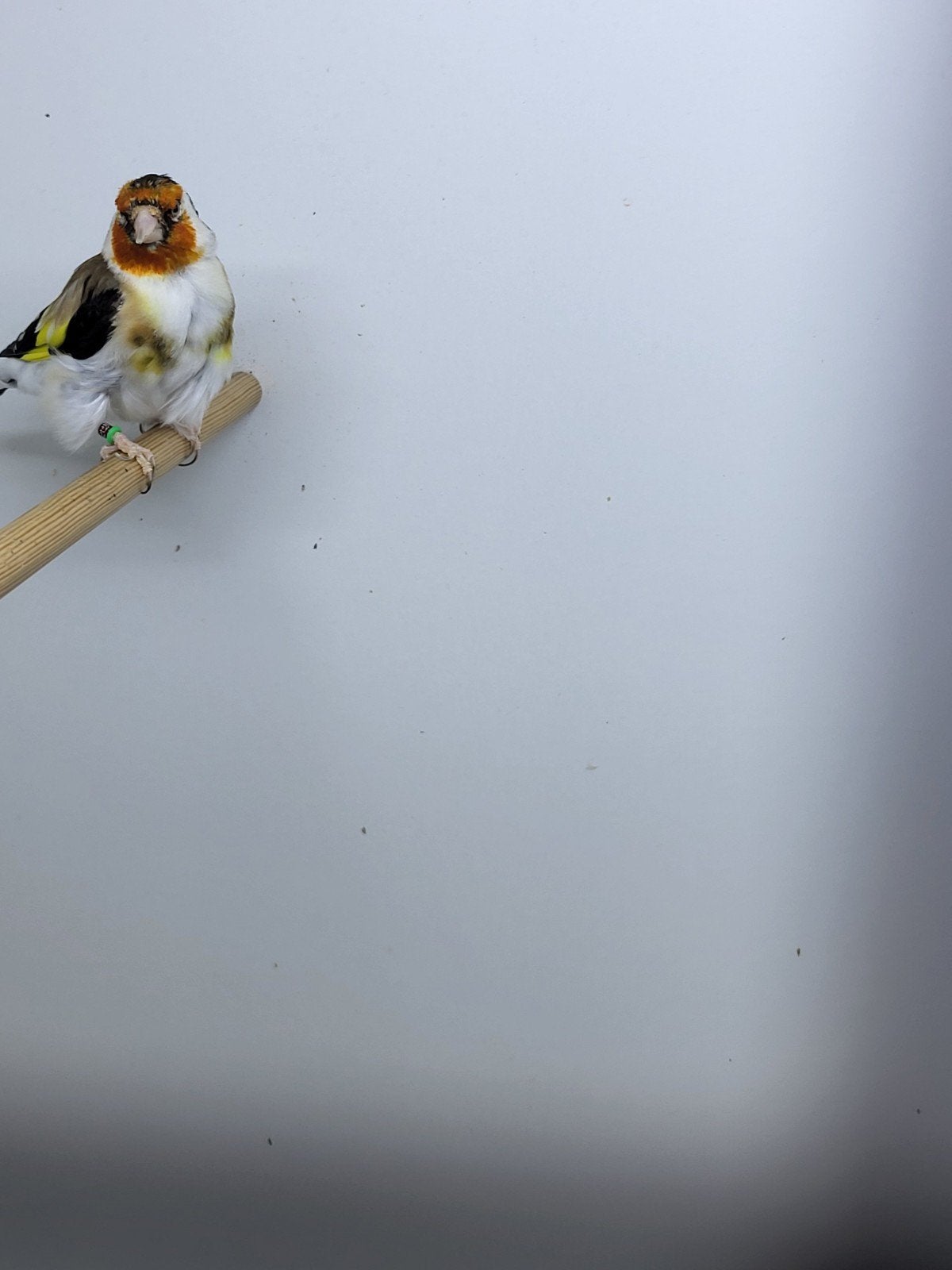 Majoor  putter man, Mannelijk, Wildzangvogel