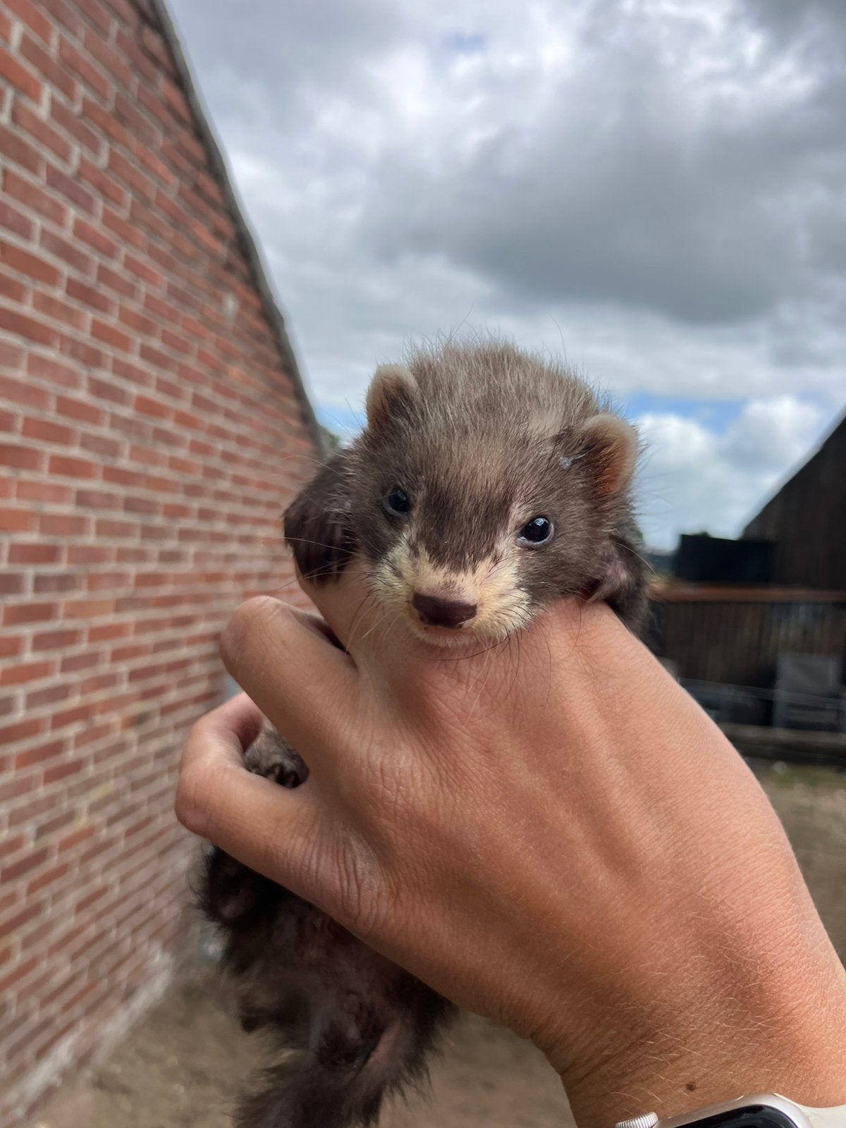 Hele knappe Frettenpups, Dieren en Toebehoren, Overige Dieren, Mei, Meerdere dieren