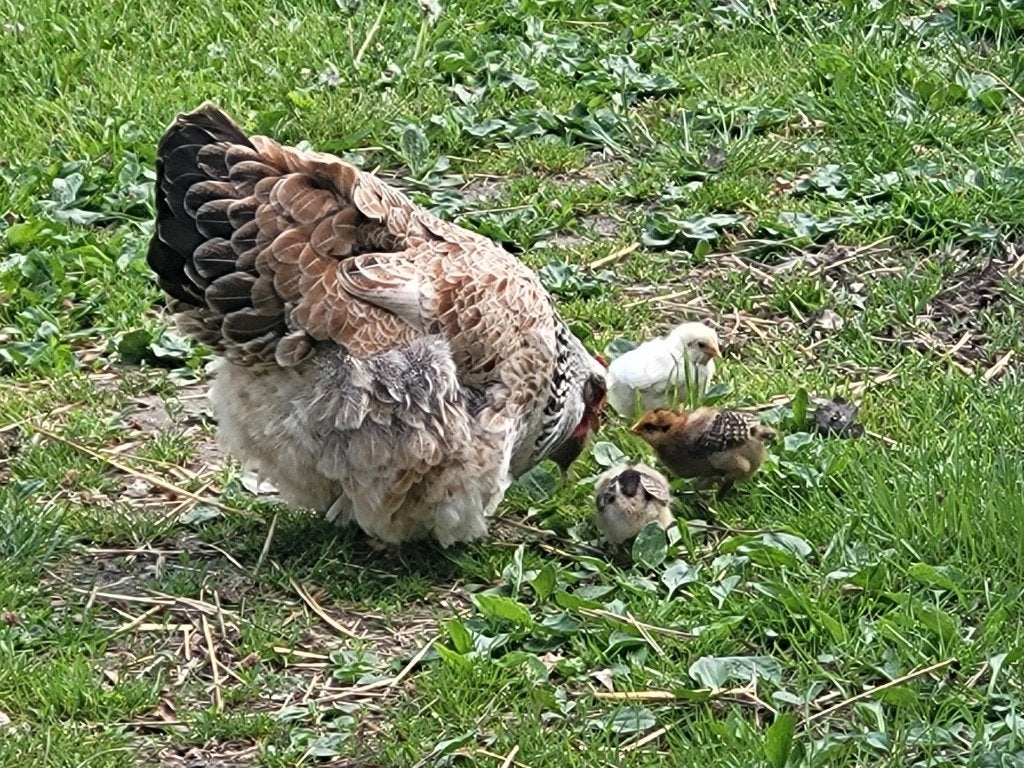 GRATIS: per direct kuikens, Dieren en Toebehoren, Meerdere dieren, Kip