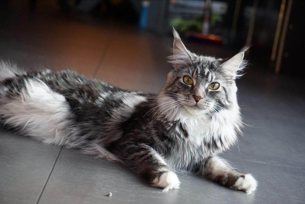 Maine coon x europeese korthaar, Dieren en Toebehoren, Katten en Kittens | Raskatten | Korthaar, Poes, Ontwormd