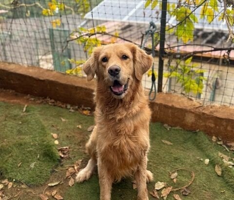 Golden Retriever Biggie Reu, Dieren en Toebehoren, 6 jaar of ouder, Golden retriever, Particulier, Reu