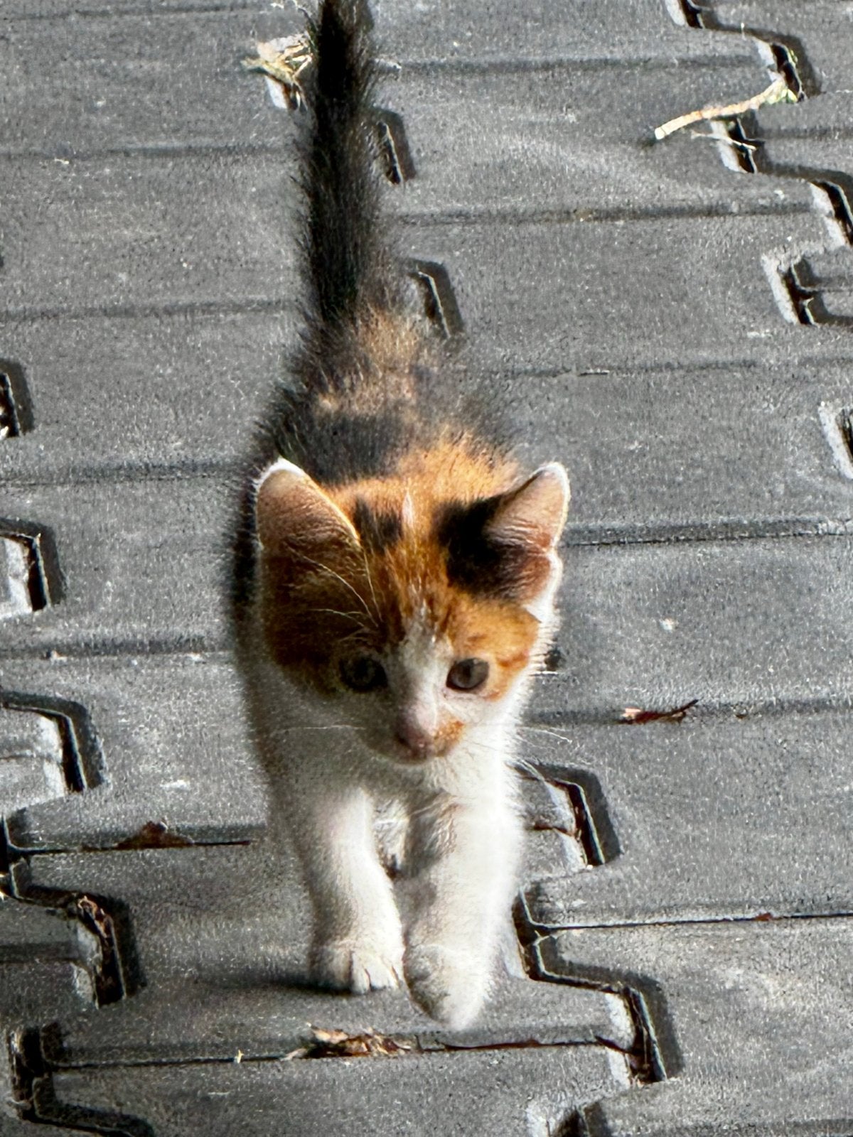 Mooie kittens TE KOOP, Dieren en Toebehoren, Meerdere dieren, Kortharig, 0 tot 2 jaar