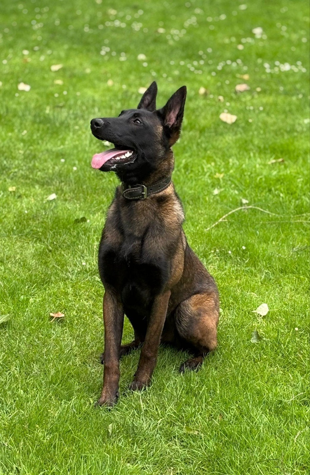 x mechelse herder teefje 10 maand, 15 weken tot 1 jaar, Teef, Eén hond, Herder