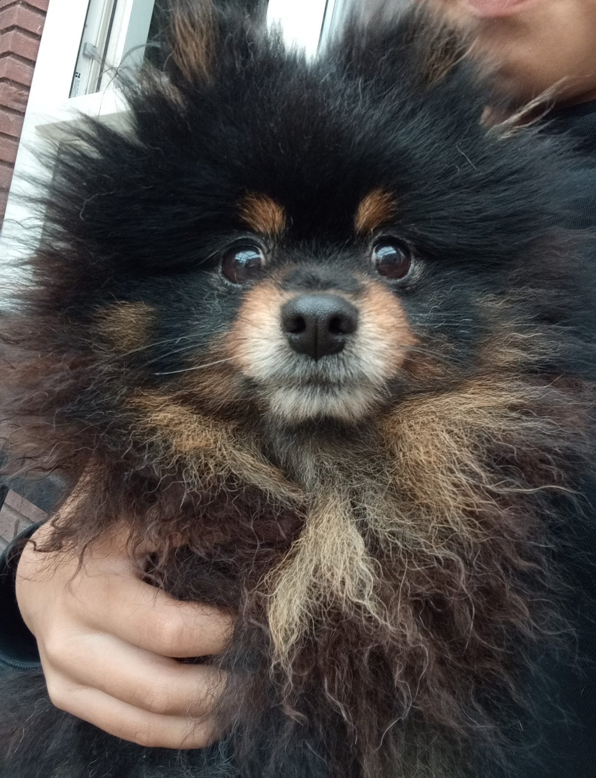 2 lieve Pomeranians samen gezocht naar een liefdevol thuis, Overige rassen, Meerdere, Meerdere dieren, CDV (hondenziekte)