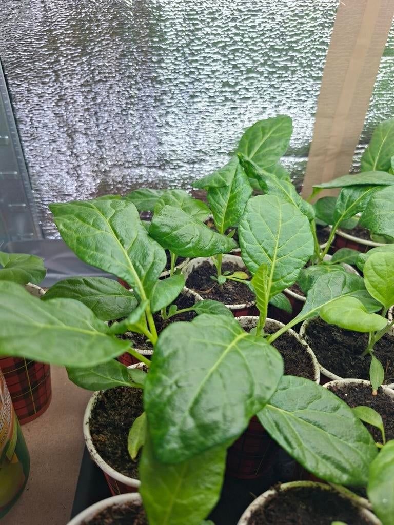 Antroewa plantjes - biologische planten voor uw moestuin, Volle zon, Groenteplanten, Eenjarig, Ophalen of Verzenden