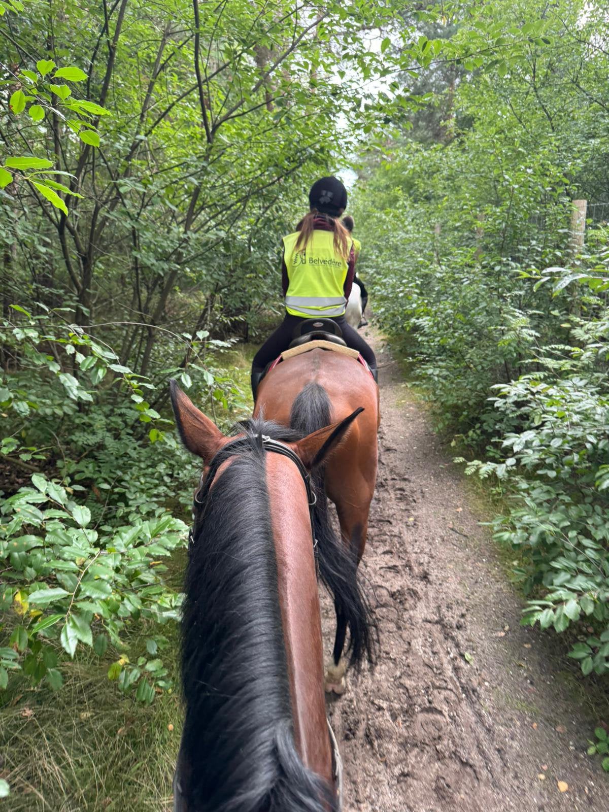Verzorg pony/paard gezocht omgeving Hoorn, Dieren en Toebehoren, Ophalen of Verzenden, Zo goed als nieuw