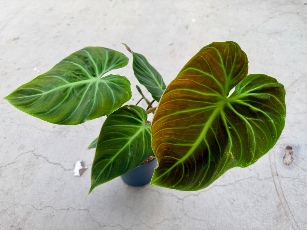 Philodendron El Choco Red p17, Huis en Inrichting, Kamerplanten, Ophalen of Verzenden