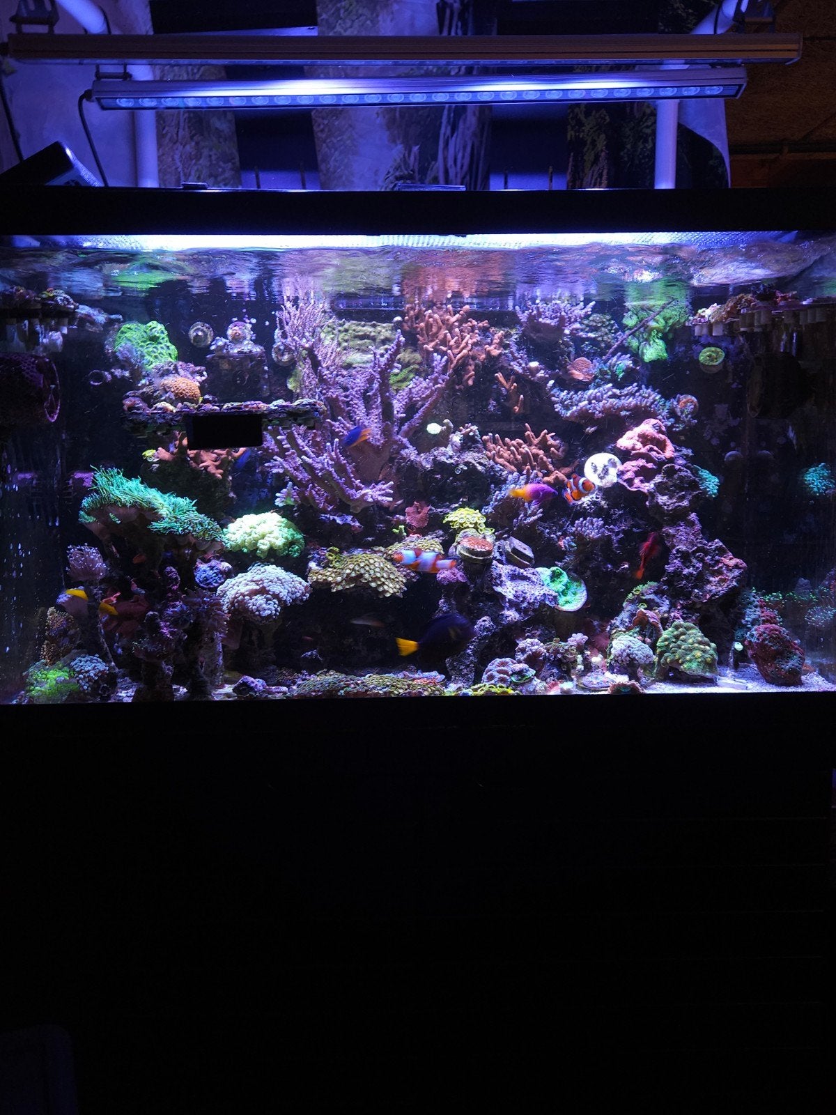 koraal stekken zeeaquarium sps/lps/Soft hobbyprijzen, Ophalen, Nieuw, Gevuld zeewateraquarium