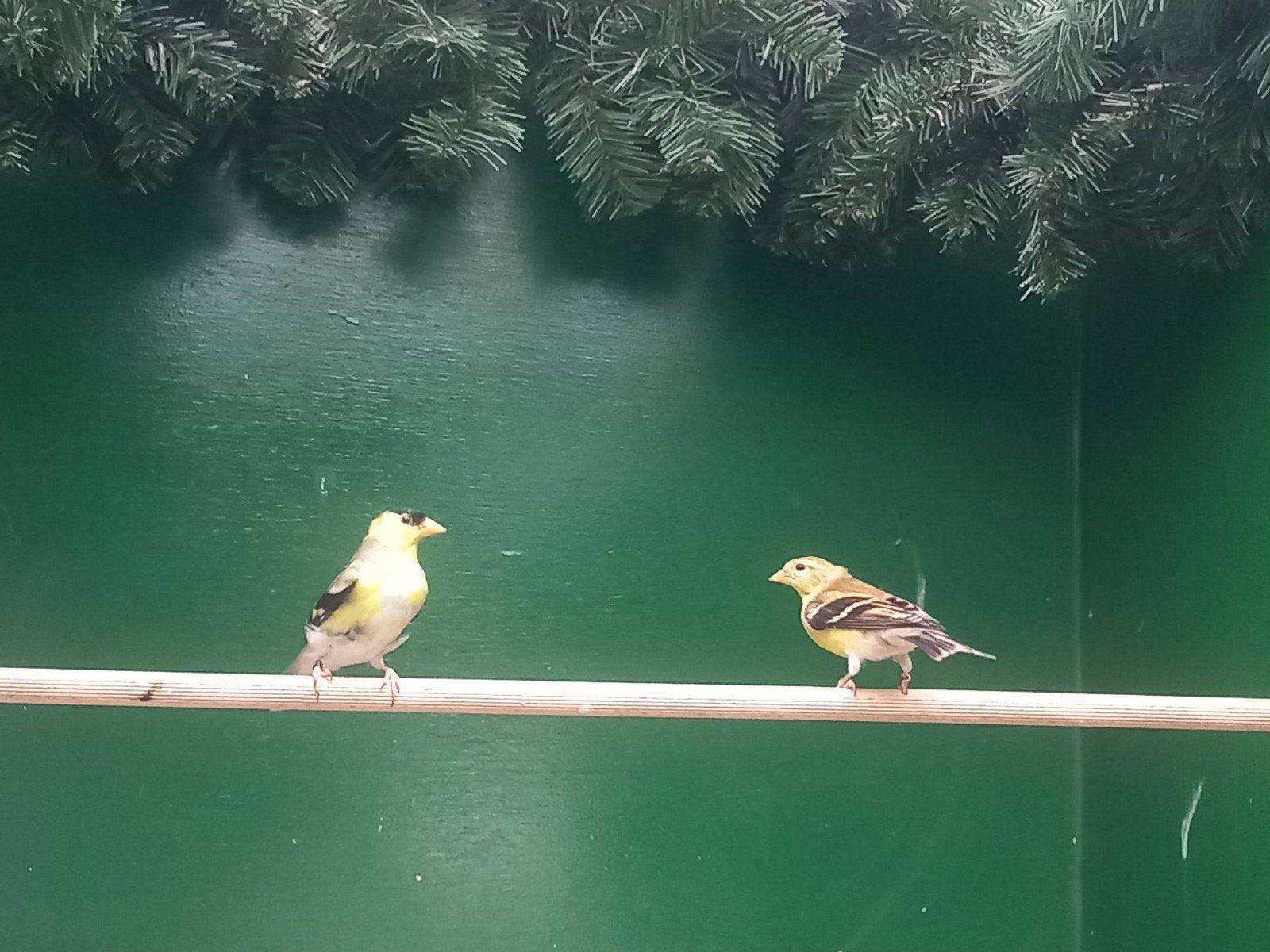 Treursijs, Dieren en Toebehoren, Meerdere dieren, Wildzangvogel