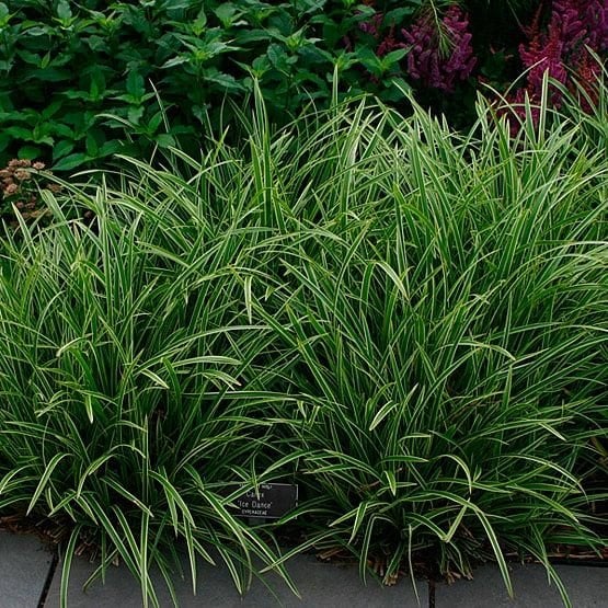 Zegge Carex morrowii 'Variegata' Bonte Siergras, Ophalen, Volle zon, Vaste plant, Siergrassen