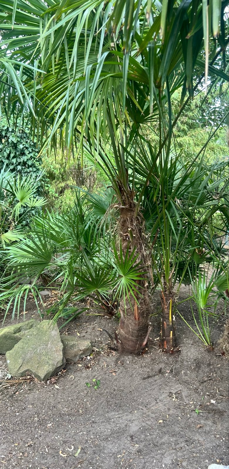 Trachycarpus Fortunei - Winterharde Palmboom, Volle zon, Vaste plant, Bloeit niet, Ophalen