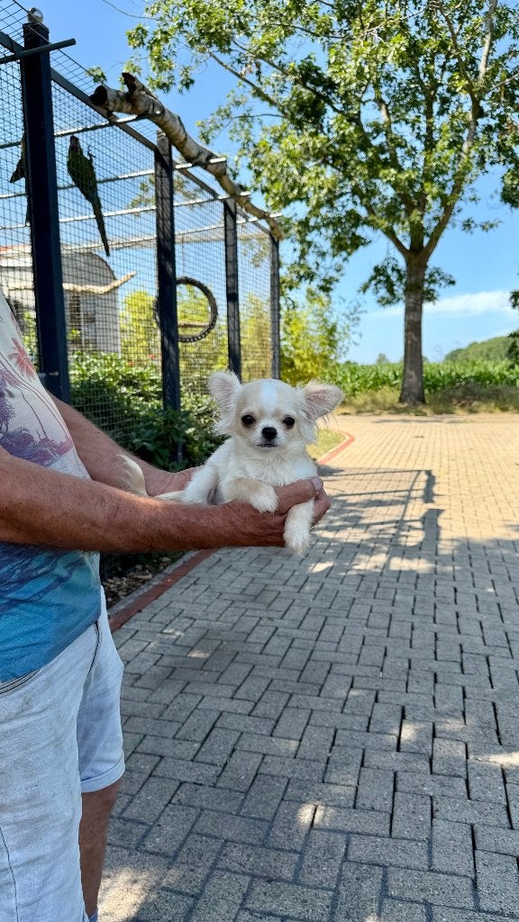 Mini Chihuahua, Dieren en Toebehoren, Particulier, Reu, 8 tot 15 weken, Buitenland