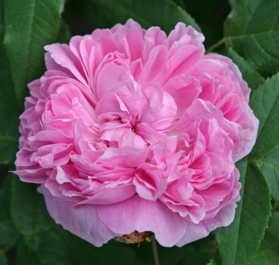 Jacques Cartier geurende historische roos 15, Vaste plant, Halfschaduw, Lente, Ophalen
