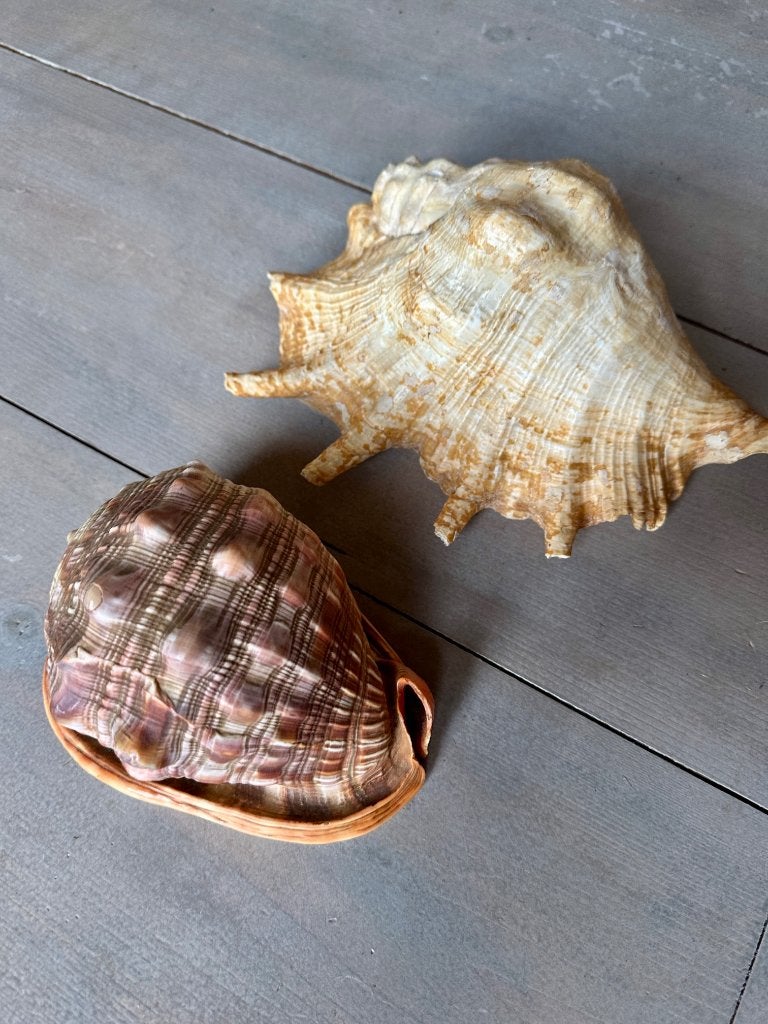 Schelpen, Ophalen, Schelp(en)
