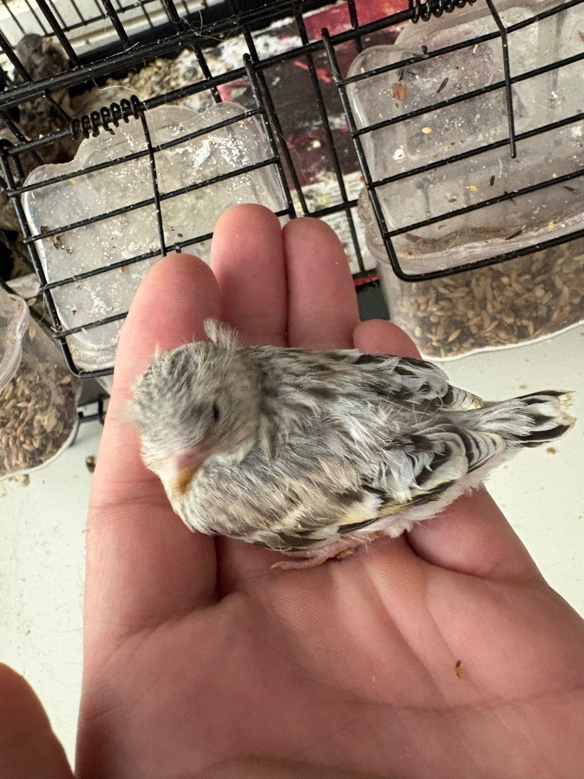 Mooie Putter x kanarie bastaard, Mannelijk, Wildzangvogel, Tam