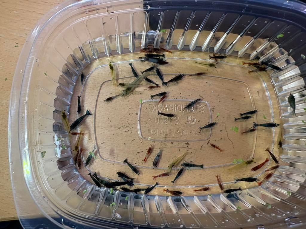 Neocaridina garnalen | mix kleuren, Dieren en Toebehoren, Vissen | Aquariumvissen, Kreeft, Krab of Garnaal, Zoetwatervis, Schoolvis