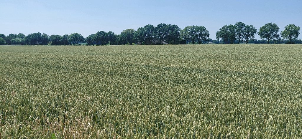Tarwestro, Dieren en Toebehoren, Ophalen, Vee