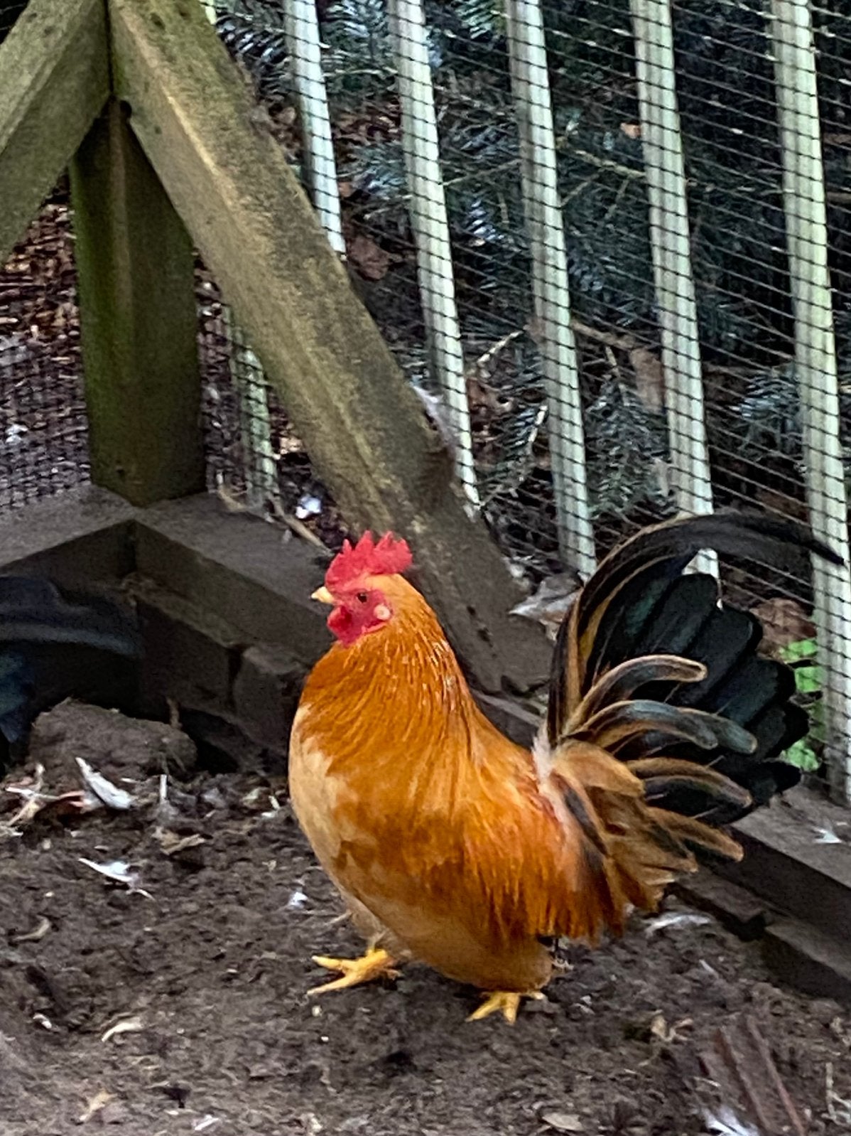 Chabo haantje, Dieren en Toebehoren, Mannelijk, Kip