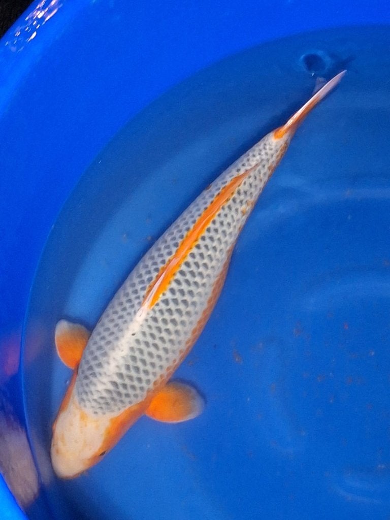 koi schiterende asagi female Yamaju farm 69cm certificaat, Karper of Koi
