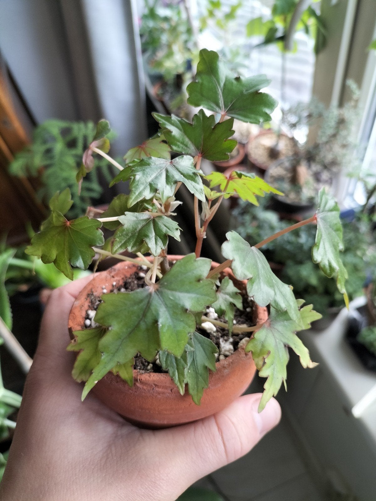 Begonia dregei caudex, Bloeiende kamerplant, Ophalen of Verzenden, Halfschaduw, Minder dan 100 cm