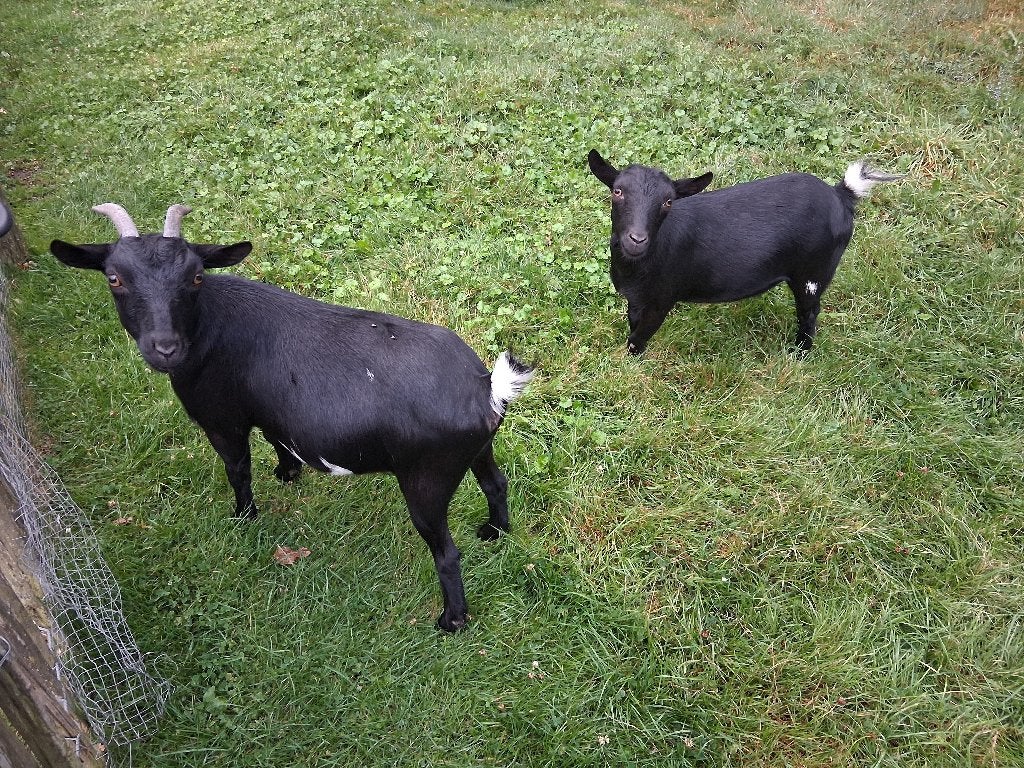 Dwerggeit te koop, Vrouwelijk, Geit, 3 tot 5 jaar
