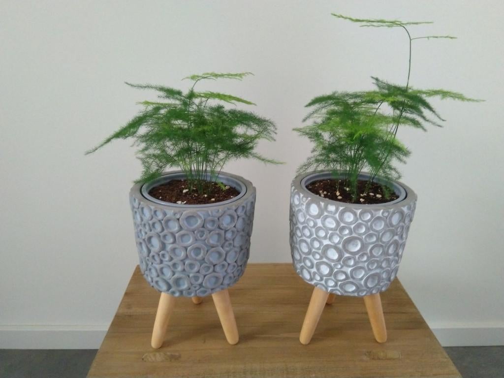 Bloempotten set met Asparagus setaceus varen., Ophalen, Halfschaduw, Minder dan 100 cm