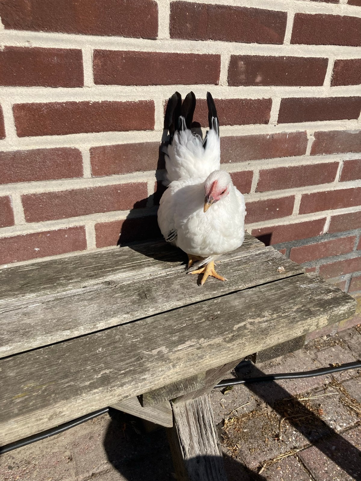 Chabo kippen, Meerdere dieren, Kip