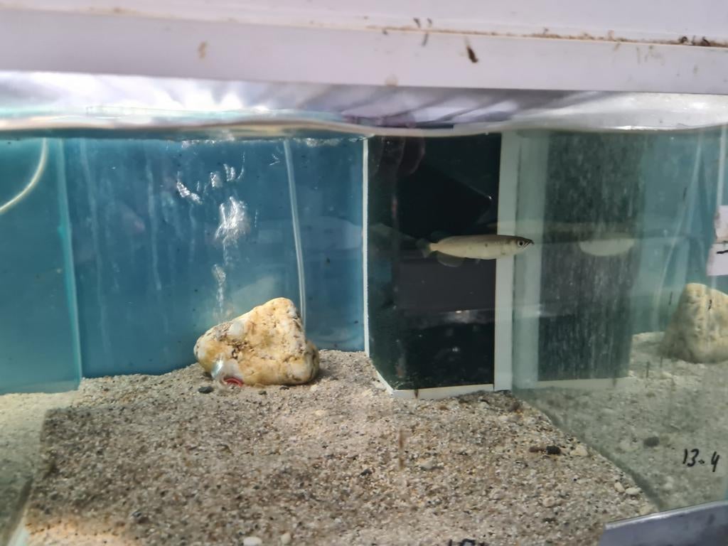 Jardini Arowana, Dieren en Toebehoren, Vissen | Aquariumvissen, Vis, Zoetwatervis