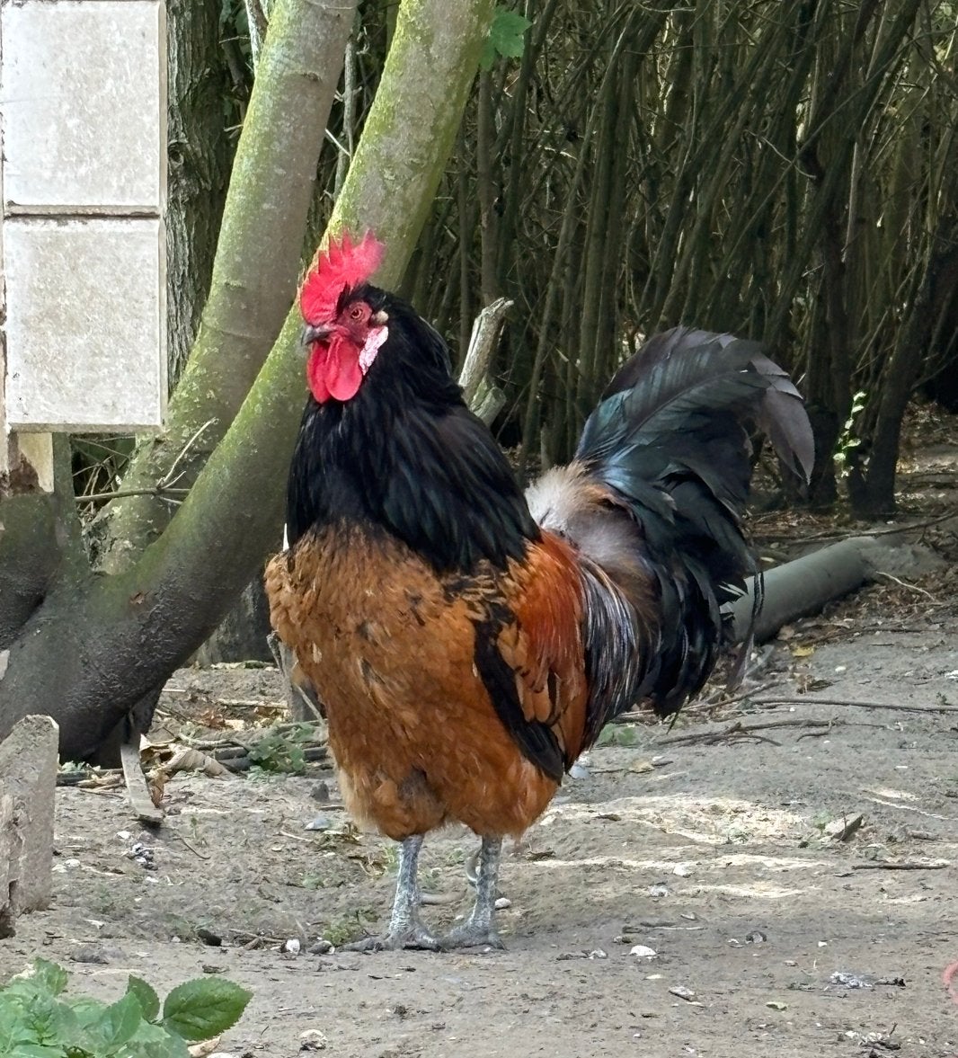 Gratis haan op te halen, Dieren en Toebehoren, Pluimvee, Mannelijk, Kip