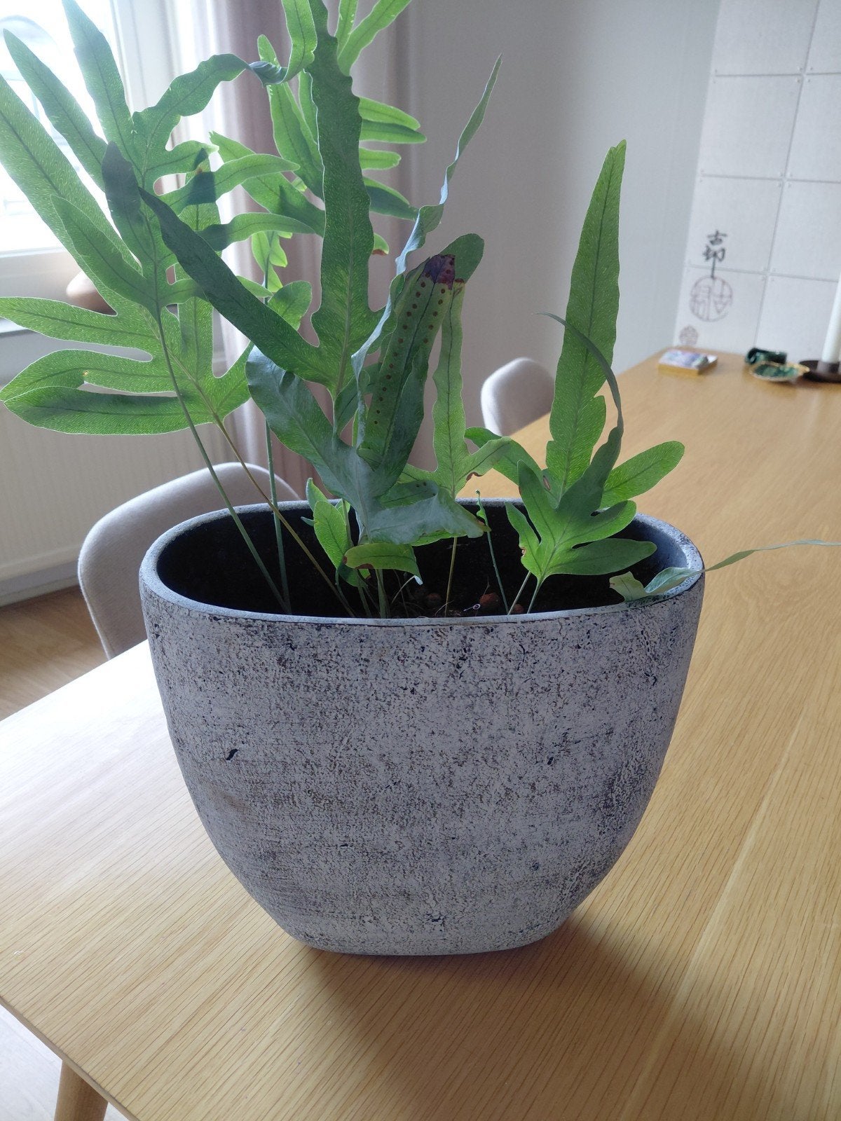 Grote grijze bloempot met plant, 30 cm hoog, Ophalen, Gebruikt, Met patroon/structuur, Grijs