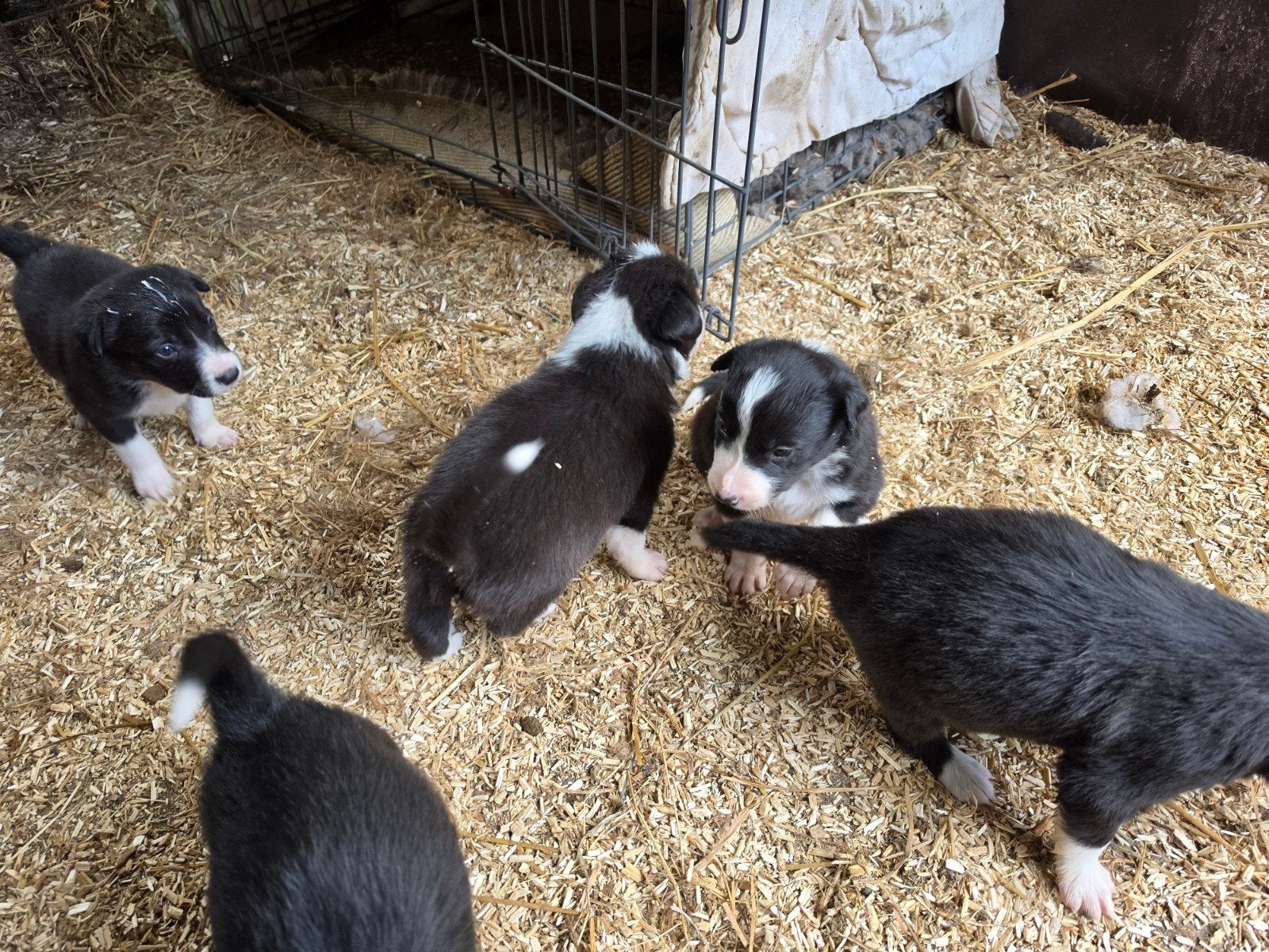 Mooie border collie pups, Collie, Meerdere, Meerdere dieren, Nederland