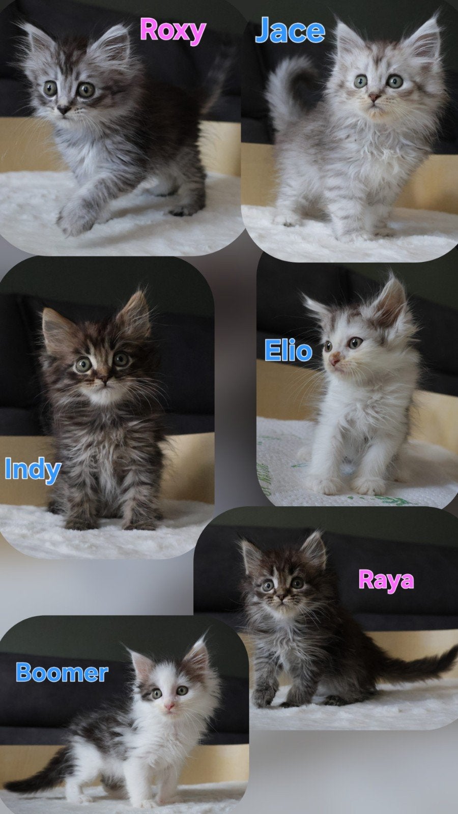 🐾 Lieve Maine Coon kittens Beschikbaar., Meerdere dieren, Ontwormd, 0 tot 2 jaar